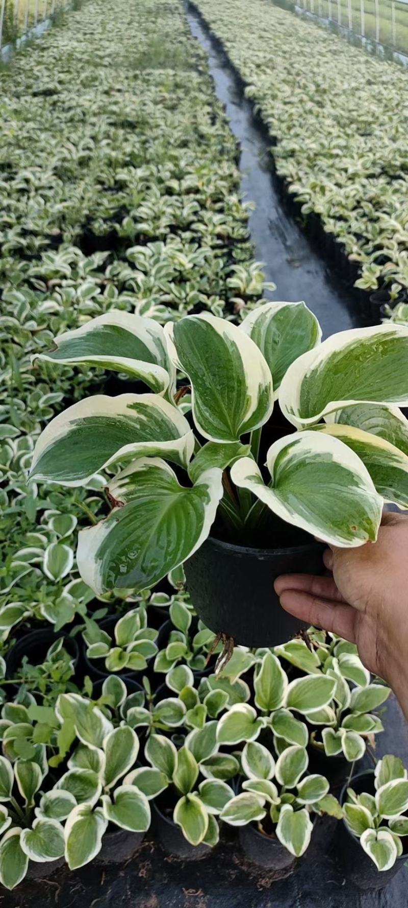 玛格丽特