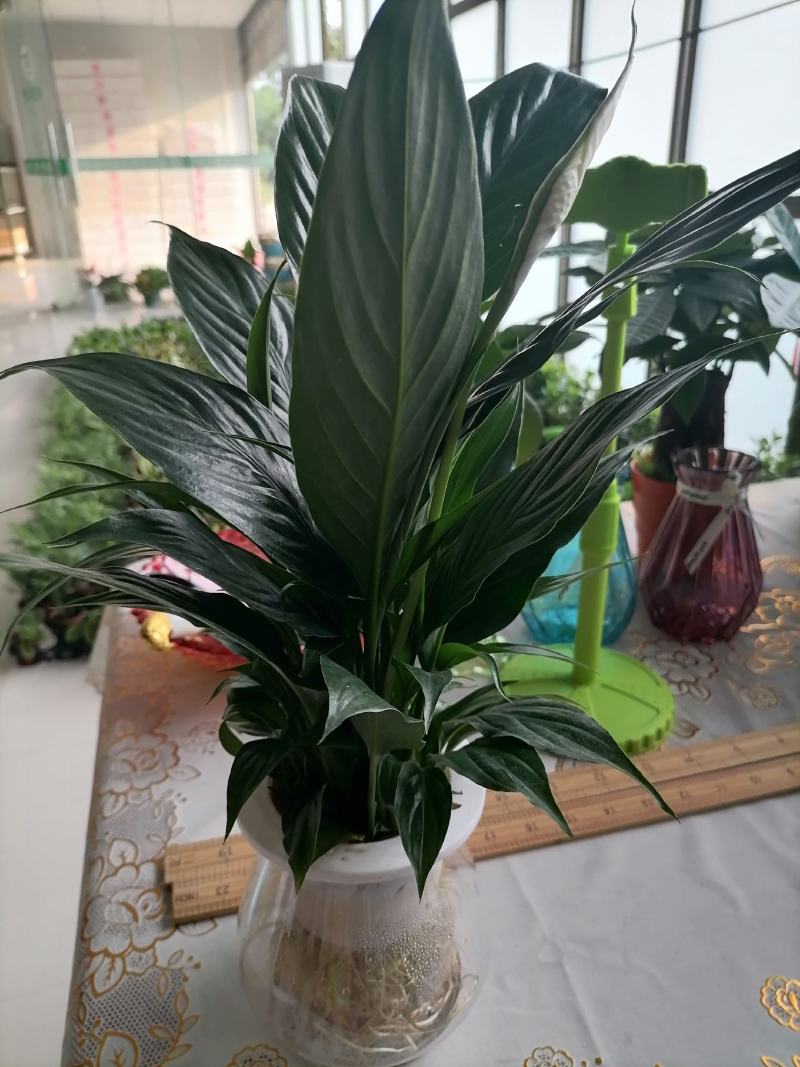 白掌一帆风顺基地直供仿玻璃杯水培白掌一箱15盆装