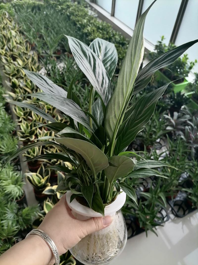 白掌一帆风顺基地直供仿玻璃杯水培白掌一箱15盆装