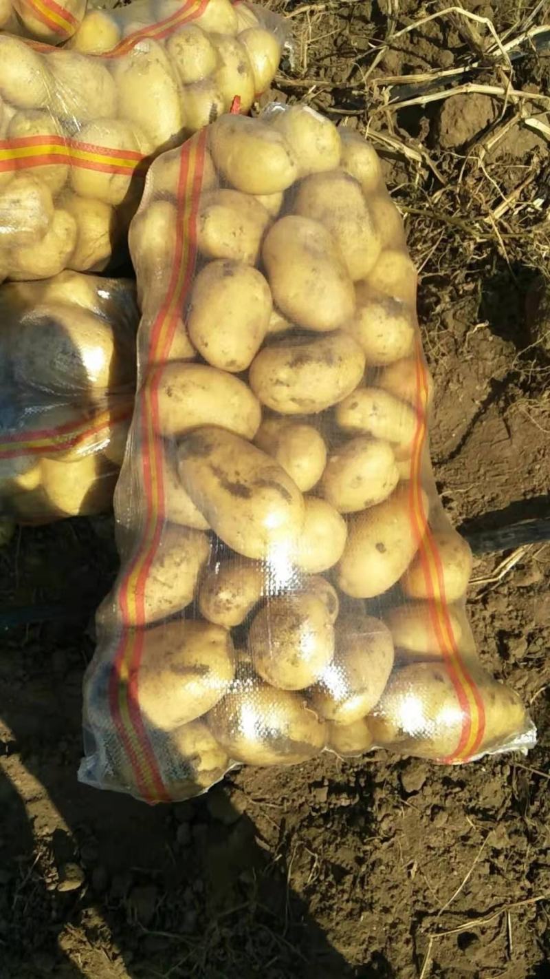 希森六号土豆产区货源精品货诚信代办