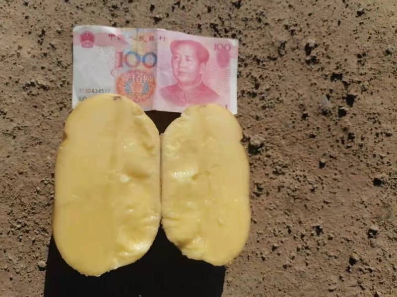 荷兰十五806大量走货纯沙地精品货源产区直供