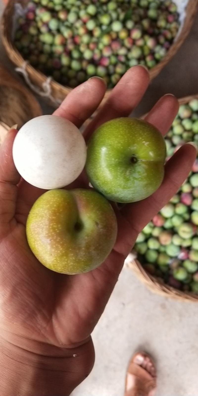 半边红李子，茵红李，