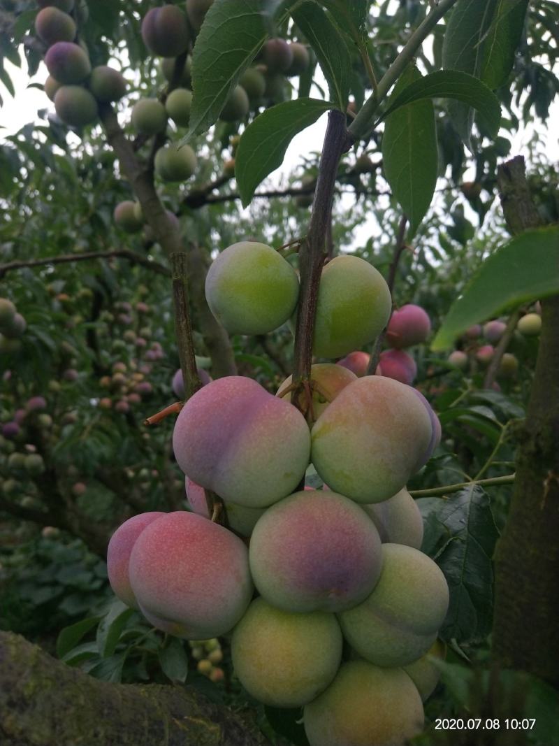 半边红李子，茵红李，