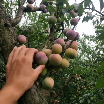 半边红李子，茵红李，