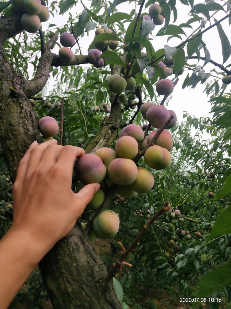半边红李子，茵红李，