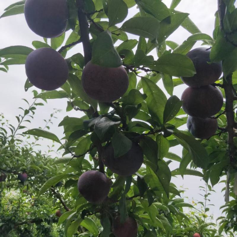 黑布林