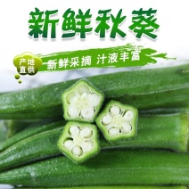 精品水果黄秋葵基地直供【一件代发】欢迎电商老板咨询