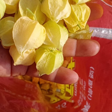 自家工厂灯笼果量大从优