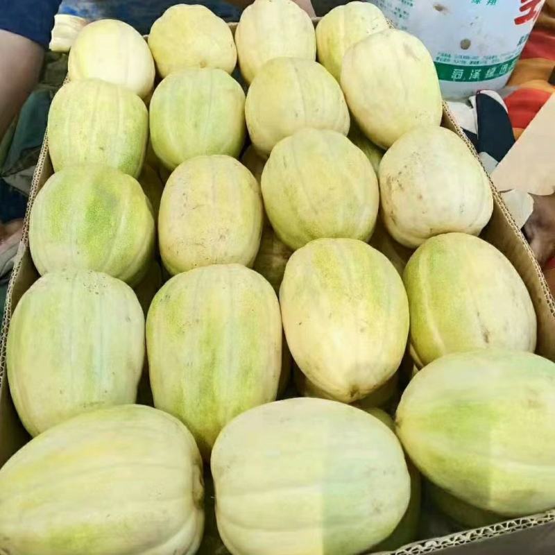 山西忻州甜瓜大量上市，大个香、甜、脆、欢迎新老客户前来