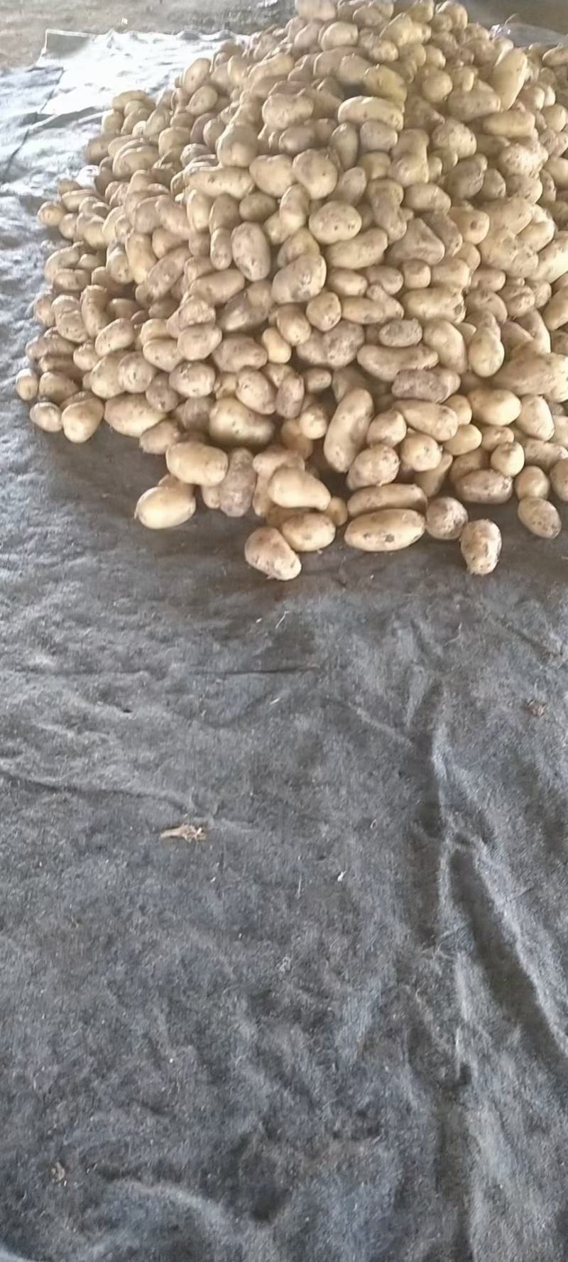 本地大量荷兰十五土豆上市中，需要的老板联系