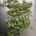 荠菜种子。野生荠菜种子。优质荠菜种子。质量保证。品种纯。
