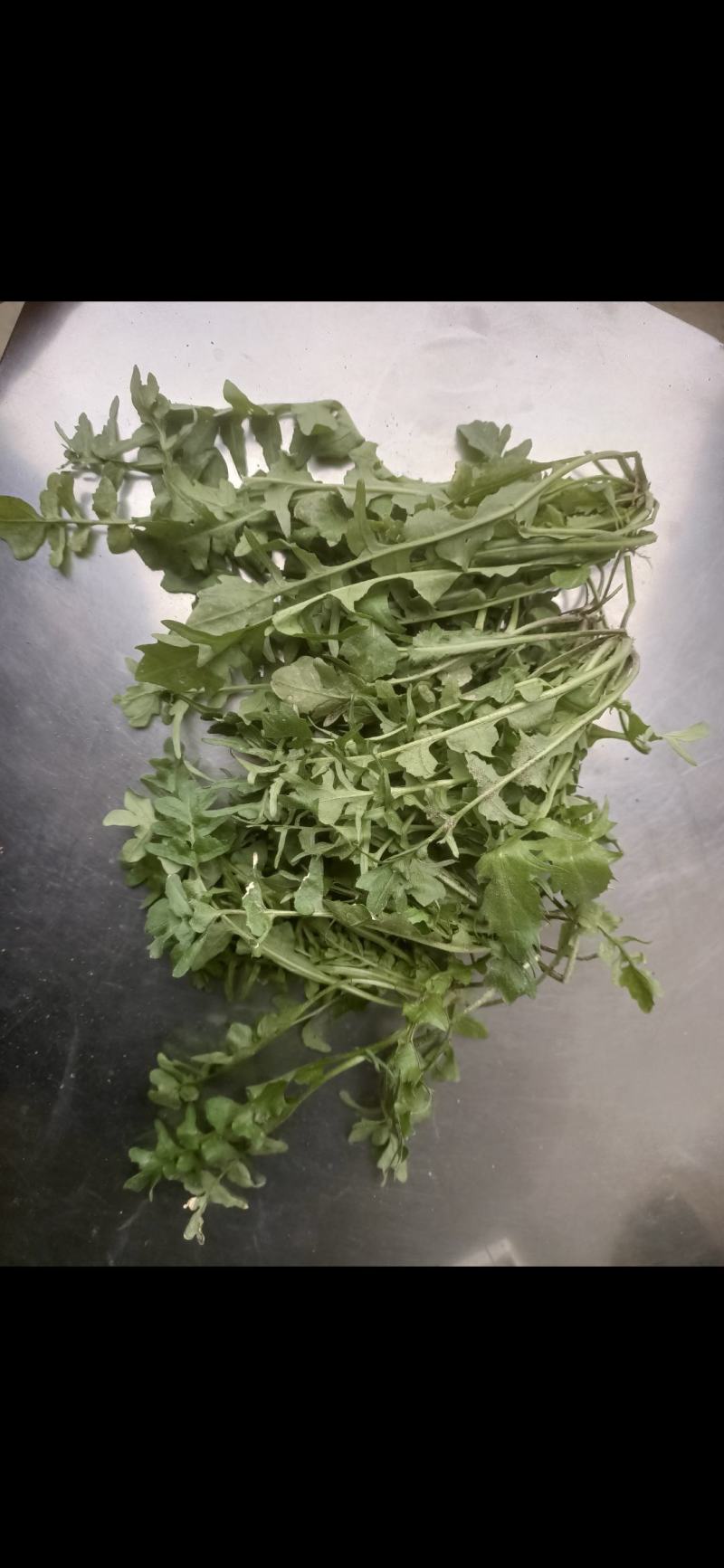荠菜种子。野生荠菜种子。优质荠菜种子。质量保证。品种纯。