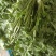 荠菜种子。野生荠菜种子。优质荠菜种子。质量保证。品种纯。