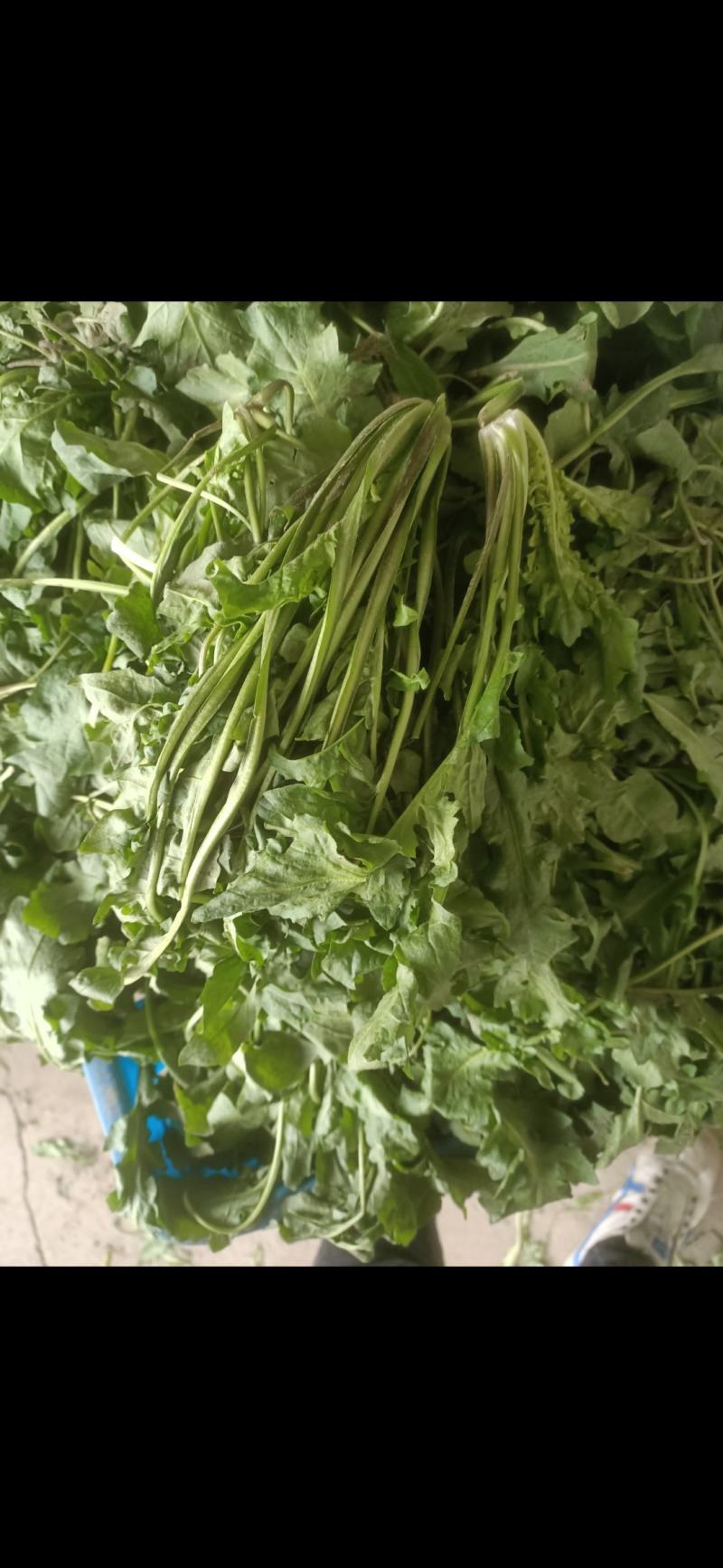 荠菜种子。野生荠菜种子。优质荠菜种子。质量保证。品种纯。