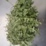 荠菜种子。野生荠菜种子。优质荠菜种子。质量保证。品种纯。