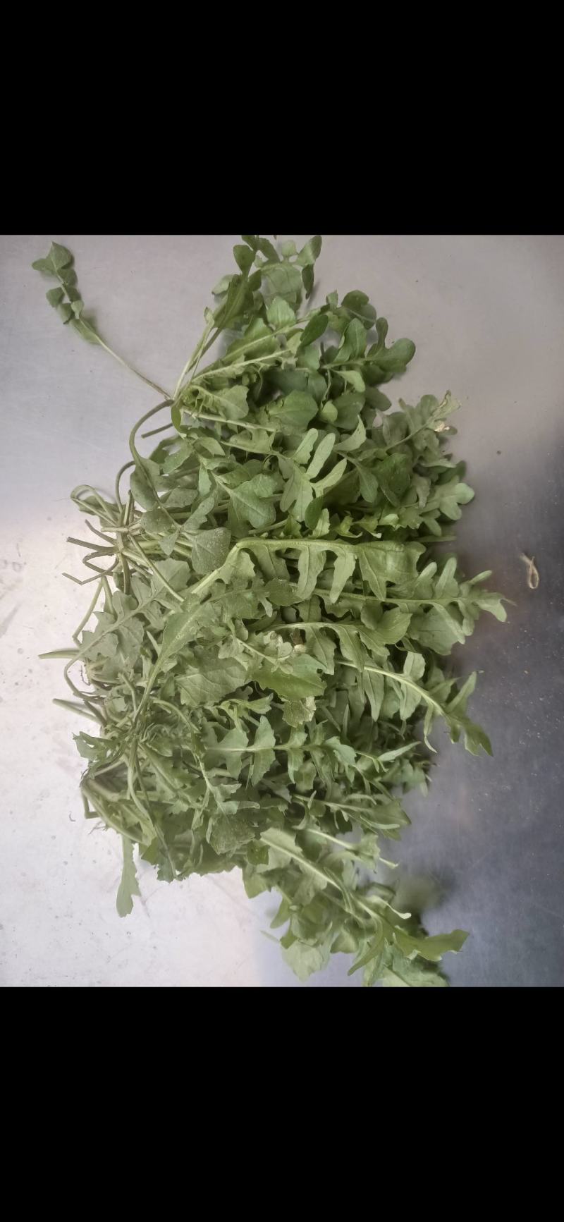 荠菜种子。野生荠菜种子。优质荠菜种子。质量保证。品种纯。