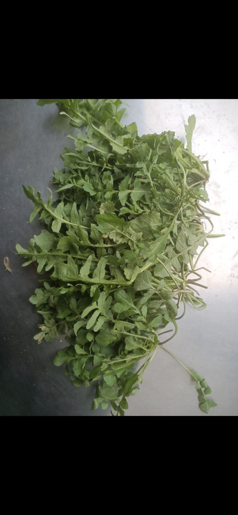 荠菜种子。野生荠菜种子。优质荠菜种子。质量保证。品种纯。