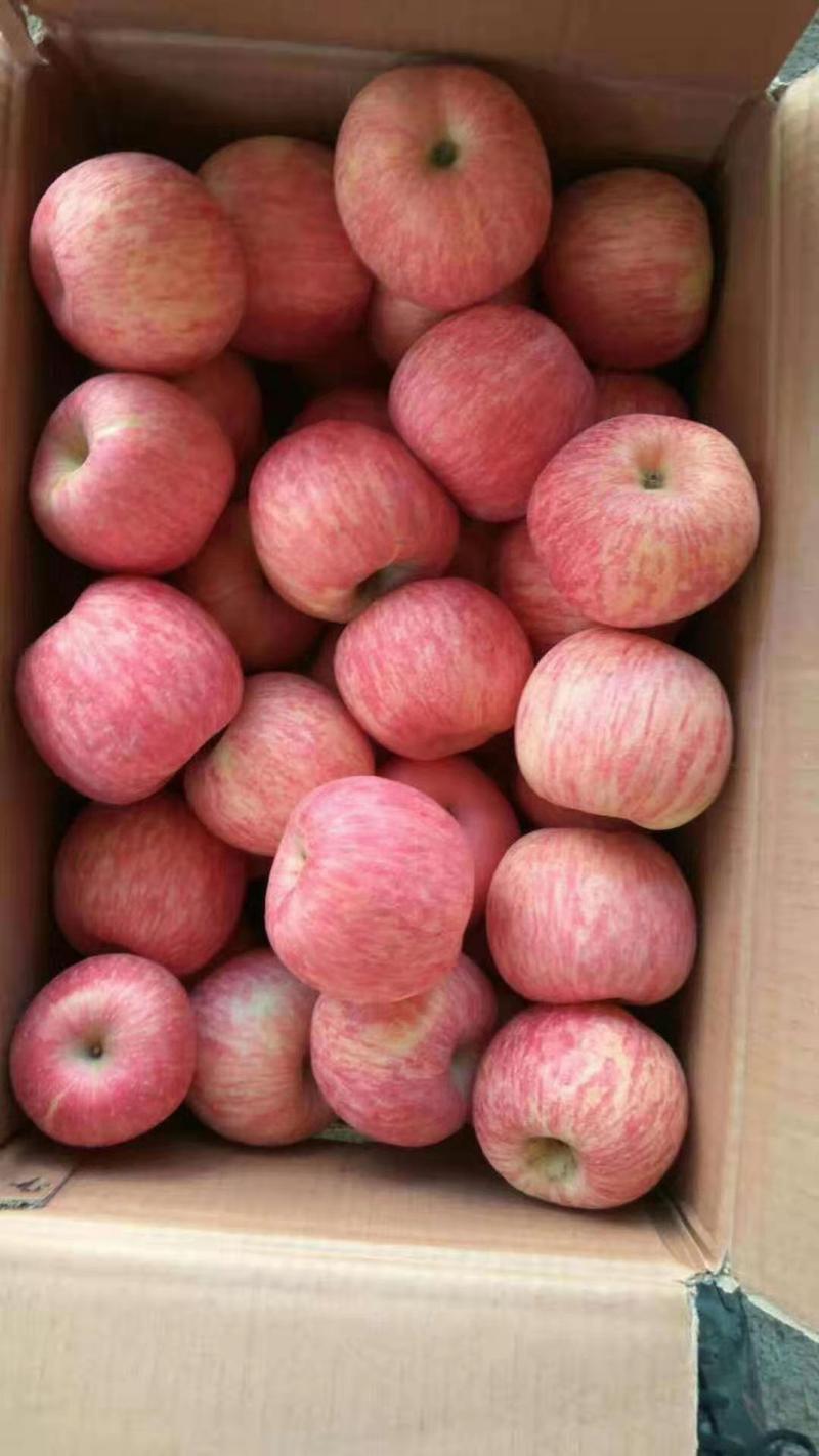 山东红富士苹果，口感脆甜，表光好，常年供应，质优价廉
