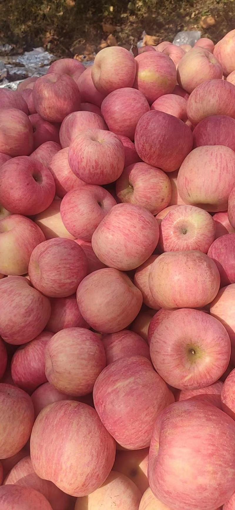 山东红富士苹果，口感脆甜，表光好，常年供应，质优价廉