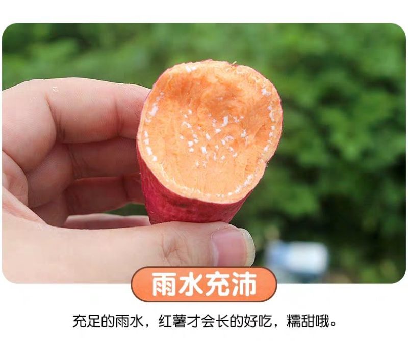 河南西瓜红薯蜜薯新货包邮2斤/3斤5斤/9斤一件代发红心红薯