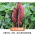 河南西瓜红薯蜜薯新货包邮2斤/3斤5斤/9斤一件代发红心红薯