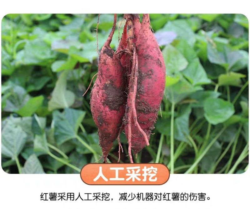 河南西瓜红薯蜜薯新货包邮2斤/3斤5斤/9斤一件代发红心红薯