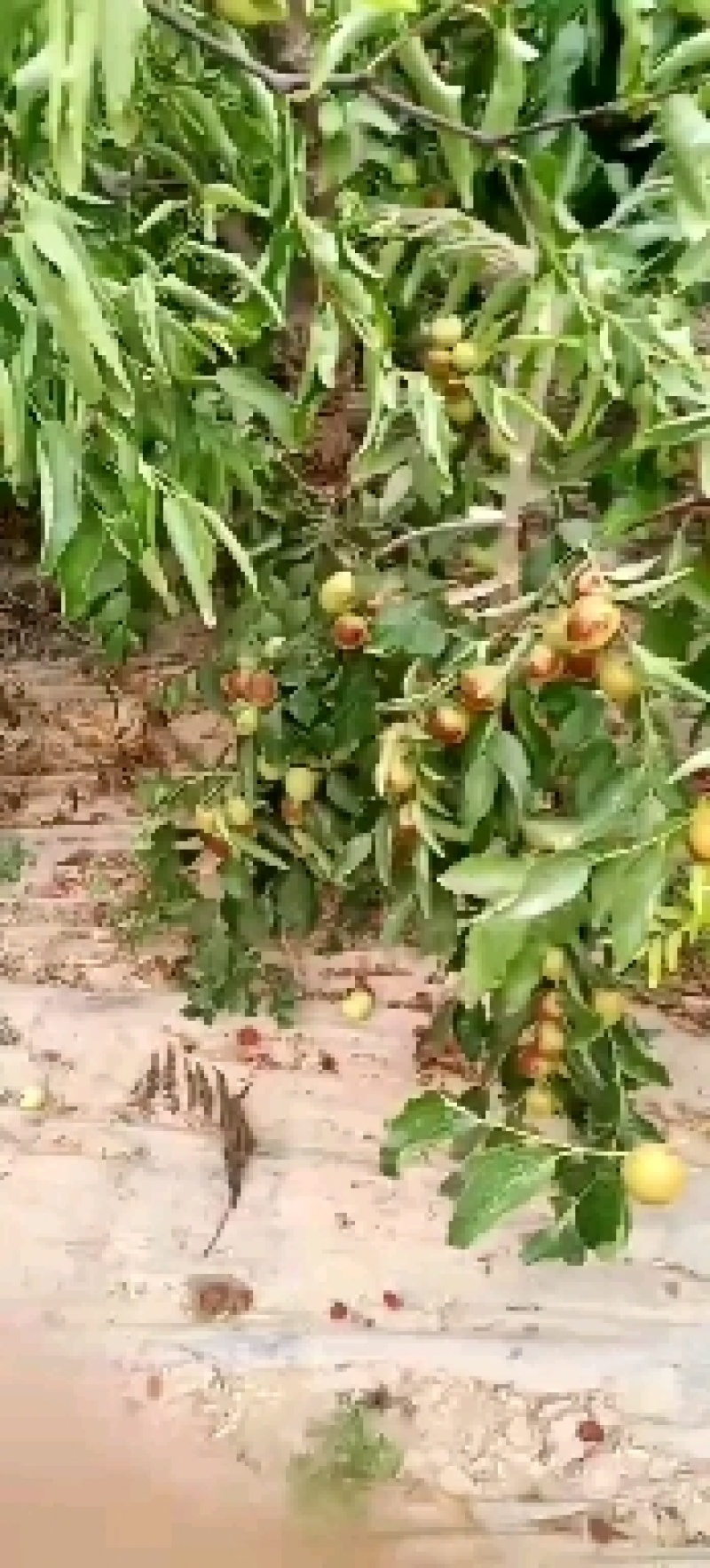 陕西大荔范家镇冬枣基地精品包装常年代收