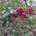 花椒