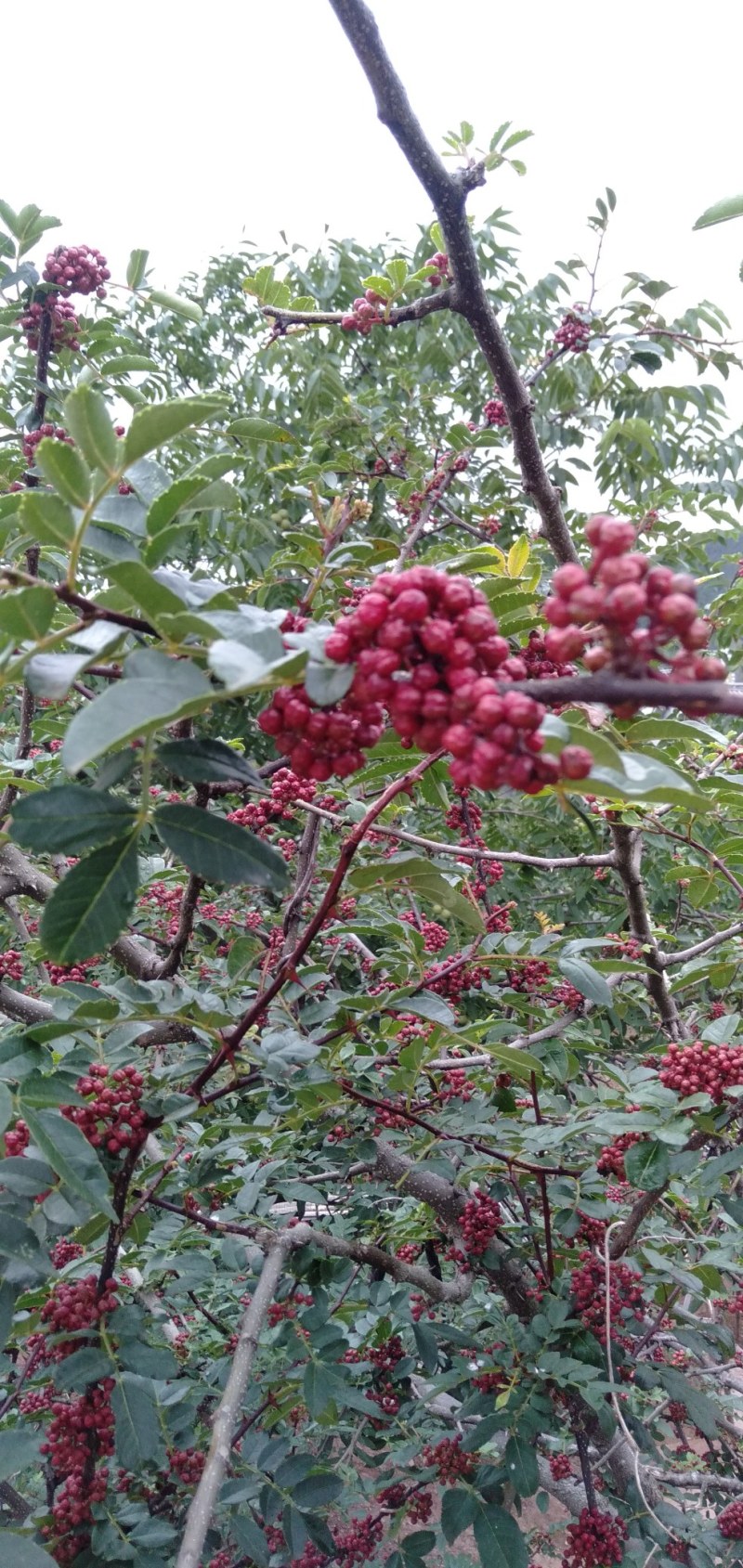 花椒