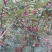 花椒