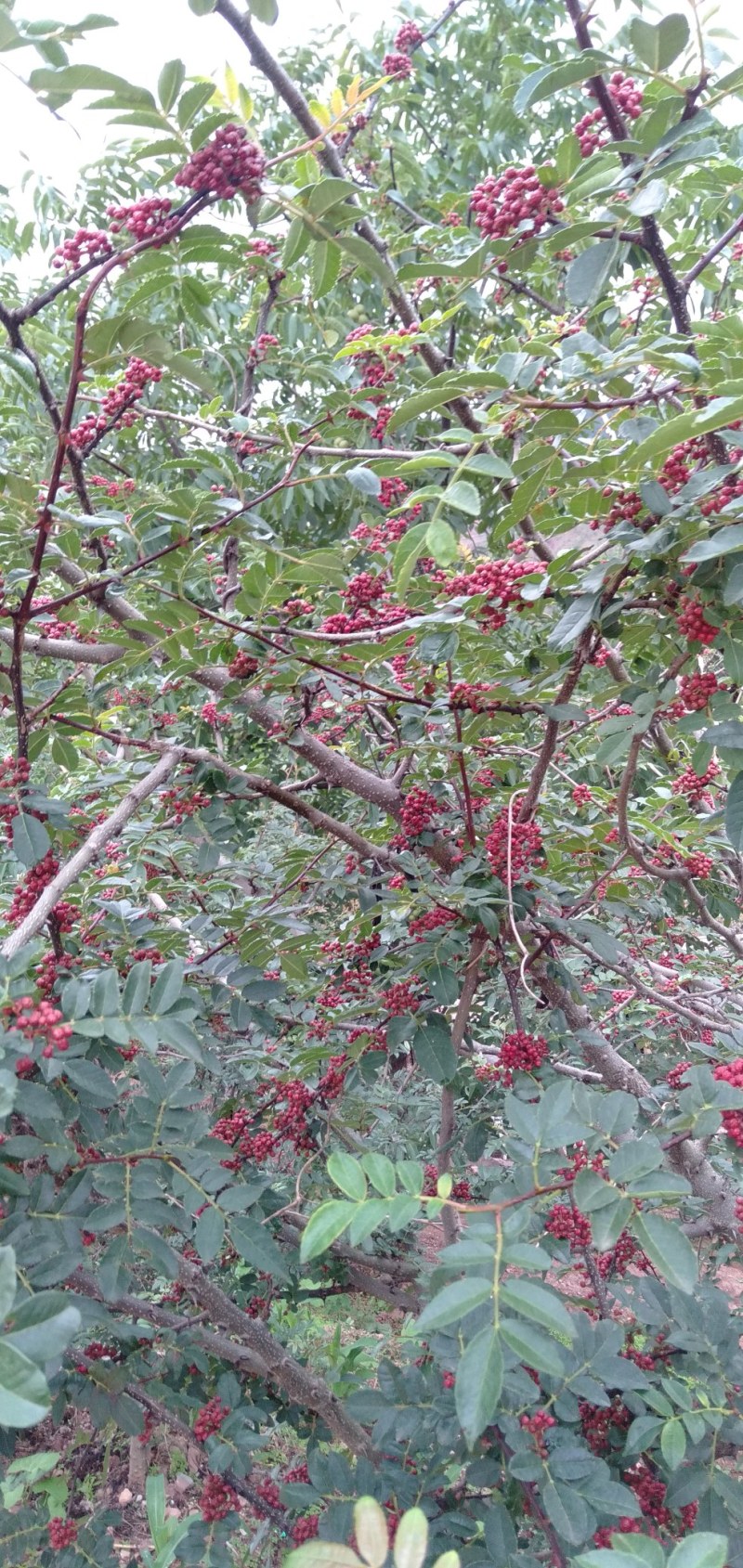 花椒