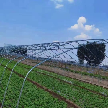 种植型插地冷棚蔬菜棚瓜果棚拱形棚简易棚