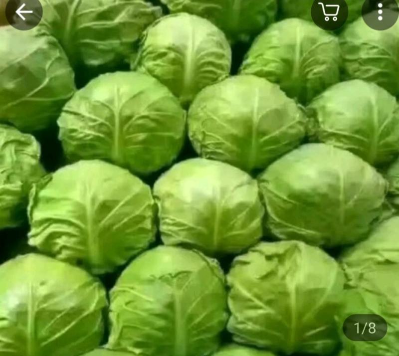 韩绿甘蓝种苗，大量现货，苗场直销，量大可以优惠