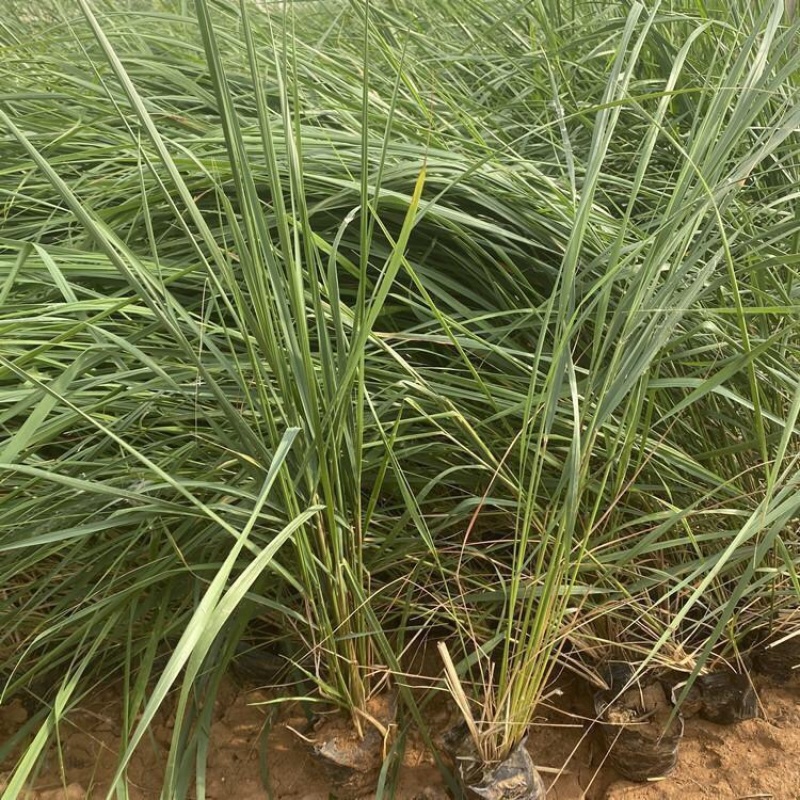 卡尔拂子茅基地观赏草花镜用苗大型种植基地