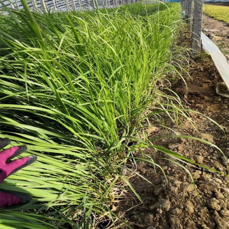 卡尔拂子茅基地观赏草花镜用苗大型种植基地