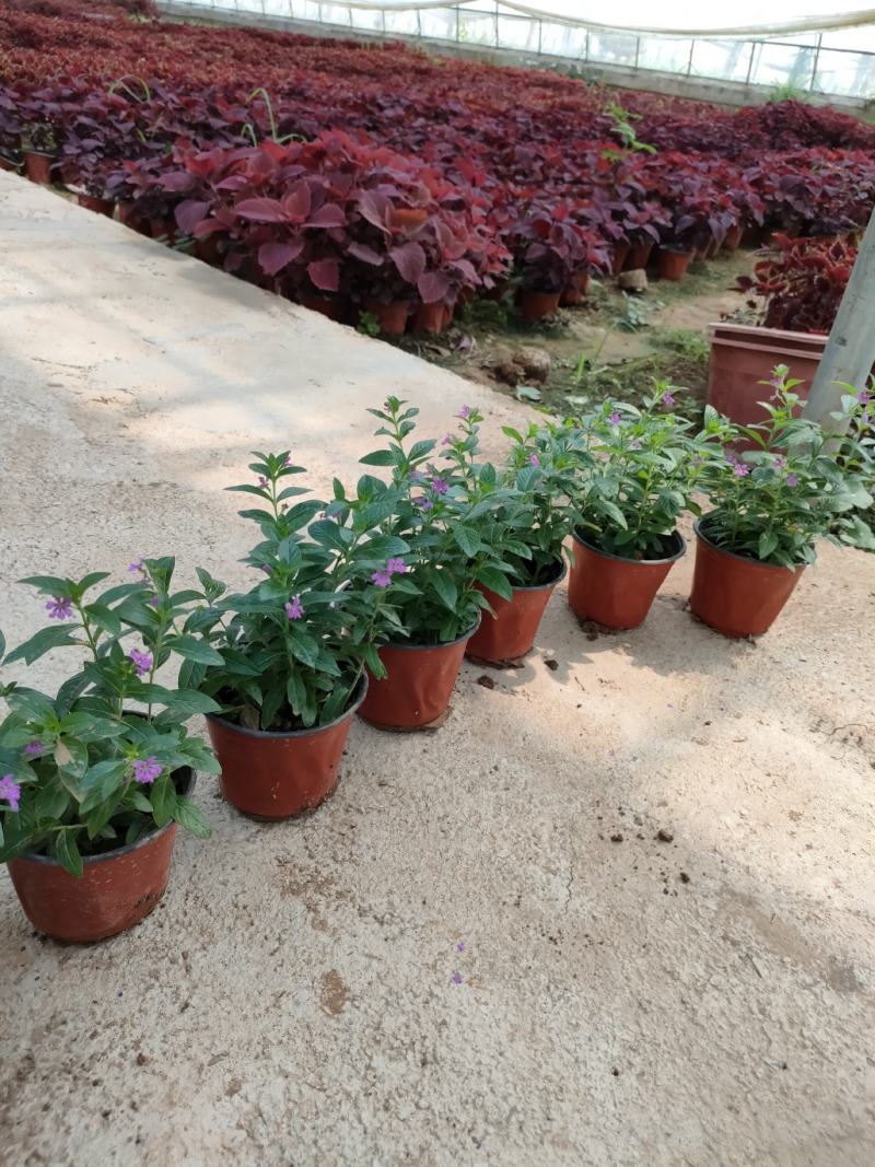满天星(孔雀蓝，紫鄂巨花)