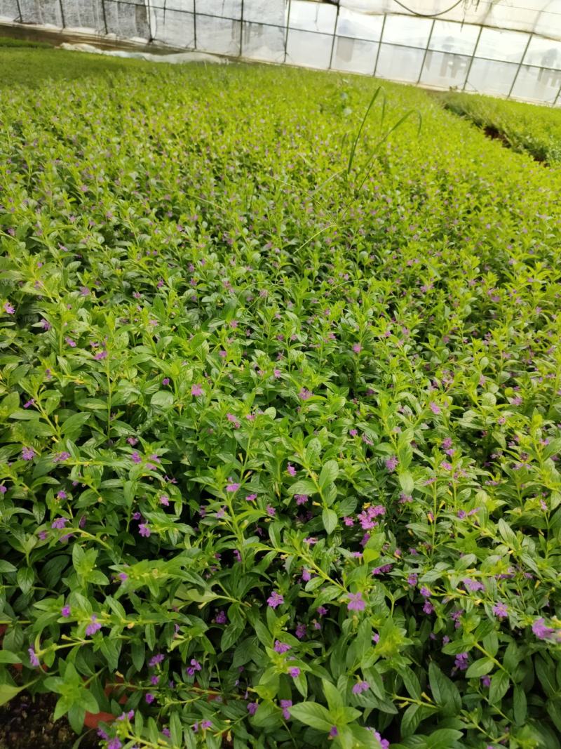 满天星(孔雀蓝，紫鄂巨花)