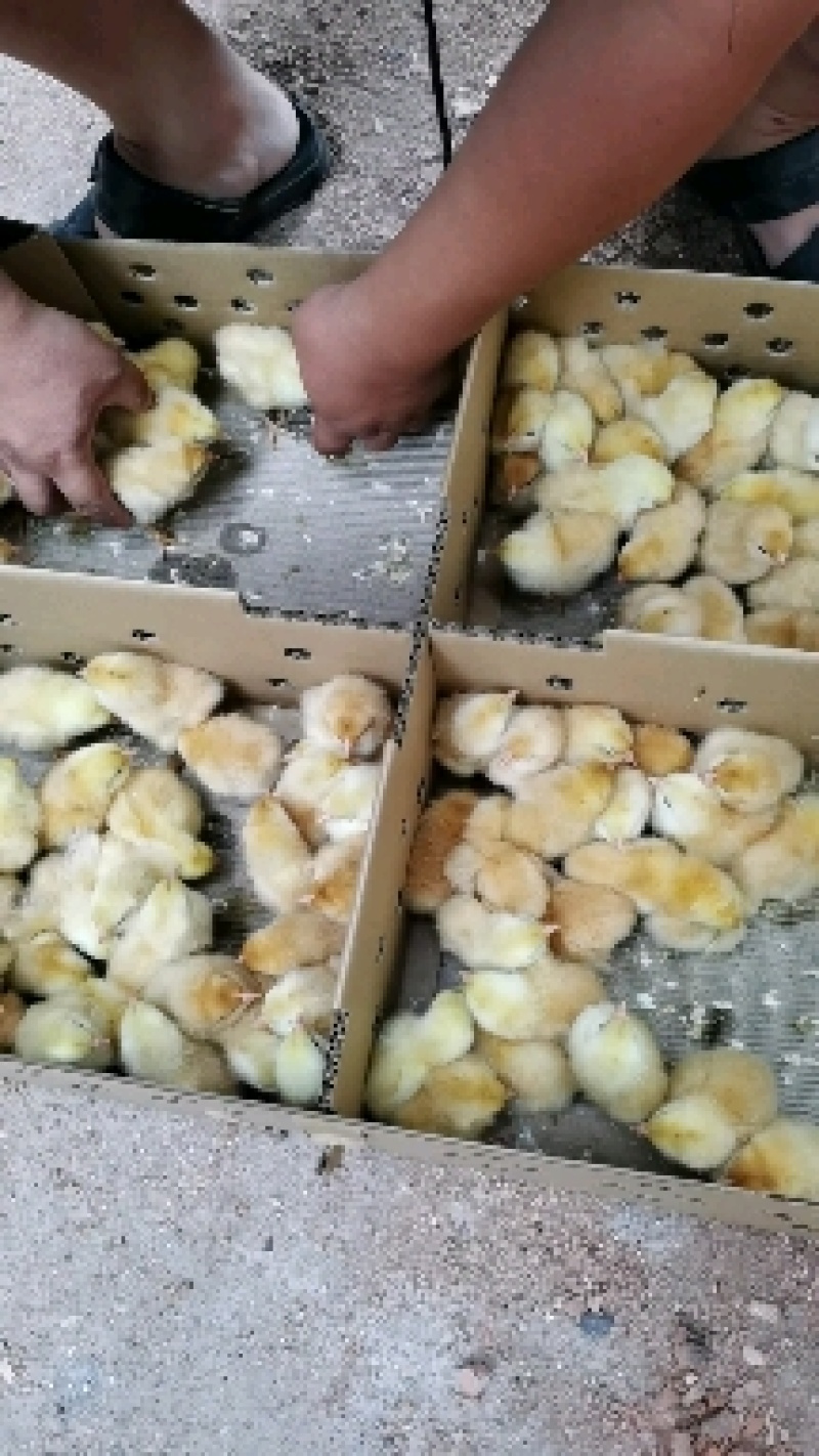 厂直供改良土鸡苗湖南衡阳土鸡母苗一手货源包打疫苗包路损