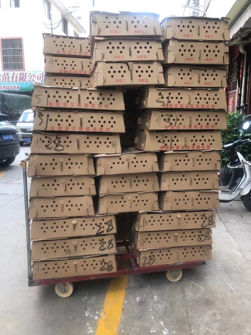 厂直供改良土鸡苗湖南衡阳土鸡母苗一手货源包打疫苗包路损
