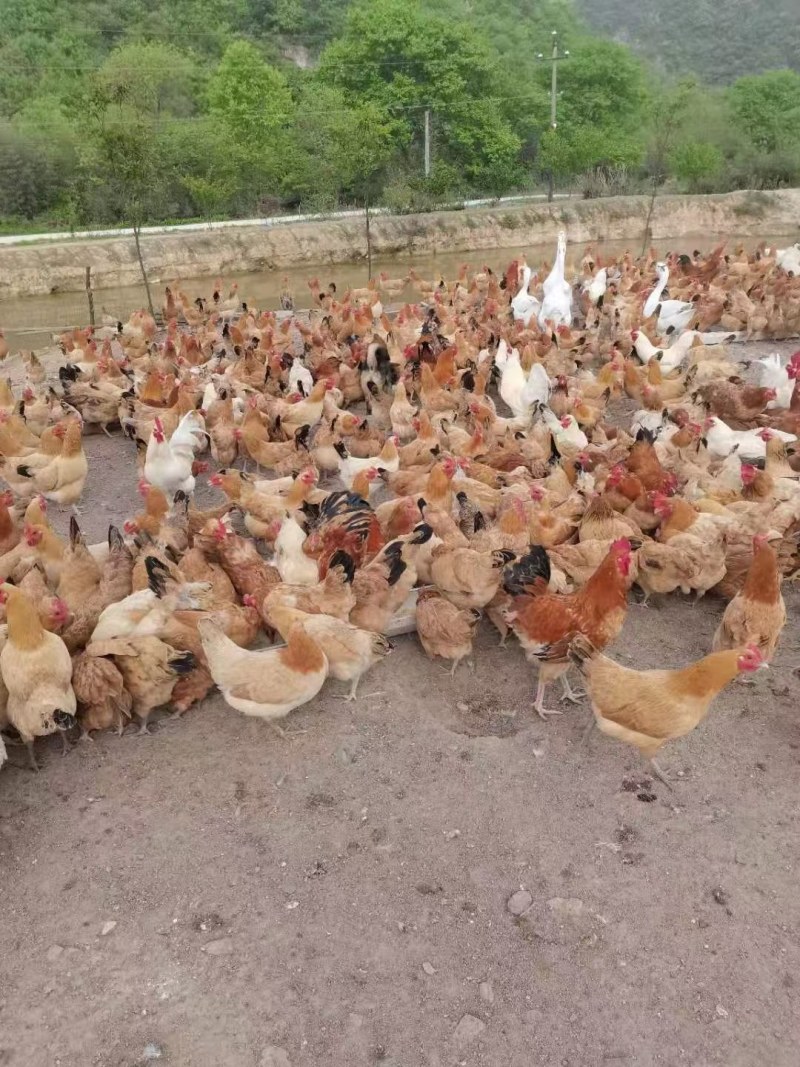 厂直供改良土鸡苗湖南衡阳土鸡母苗一手货源包打疫苗包路损