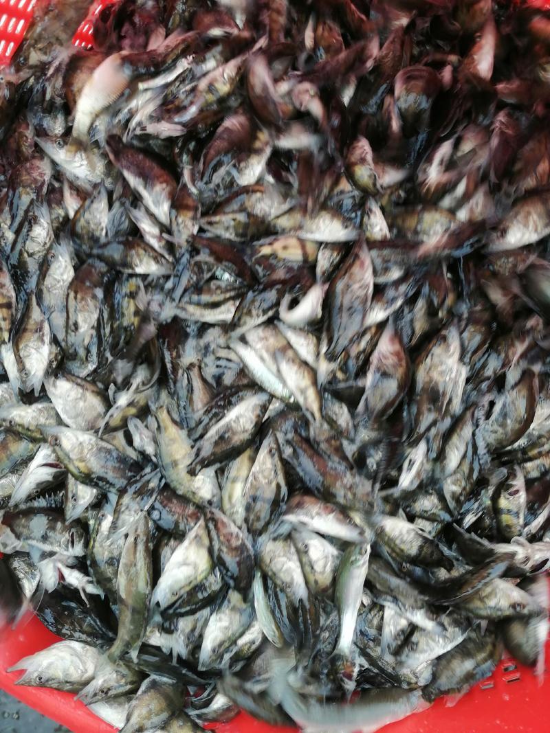 本养殖场大量提供养殖技术，货好无病害，出售桂鱼鱼苗
