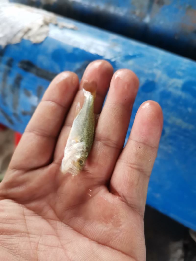 基地直销，支持全国发货，淡水优质加洲鲈鱼苗生长快抗病强