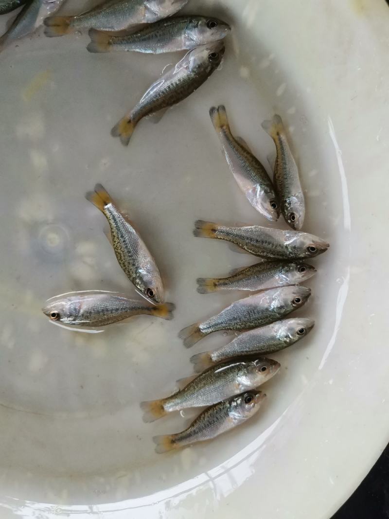 基地直销，支持全国发货，淡水优质加洲鲈鱼苗生长快抗病强