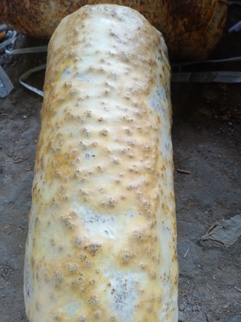 桑黄粉西峡县科达菌种厂桑黄种植基地