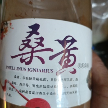 桑黄粉西峡县科达菌种厂桑黄种植基地
