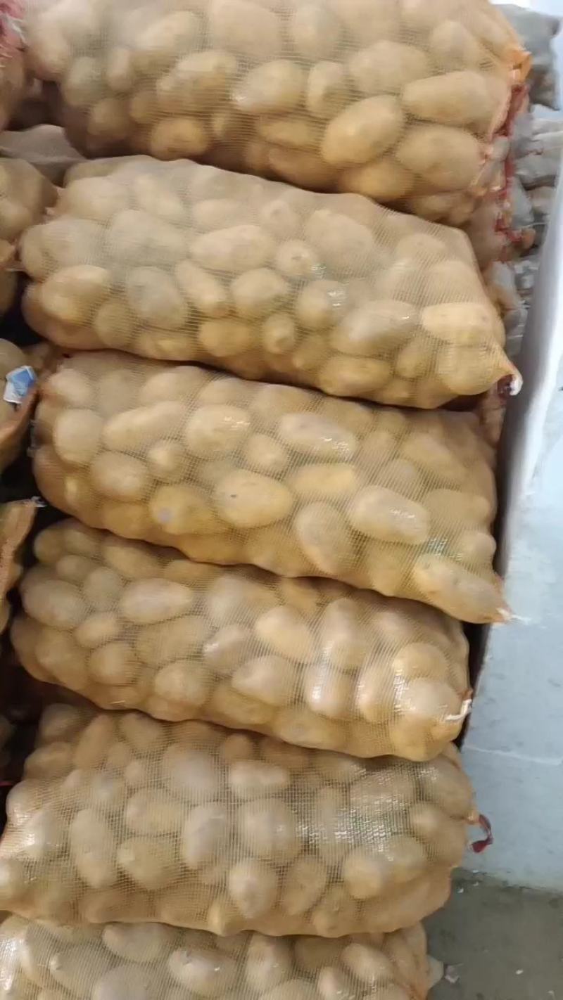 土豆，精品，荷兰土豆，大量上货，支持产地看货，保证质量
