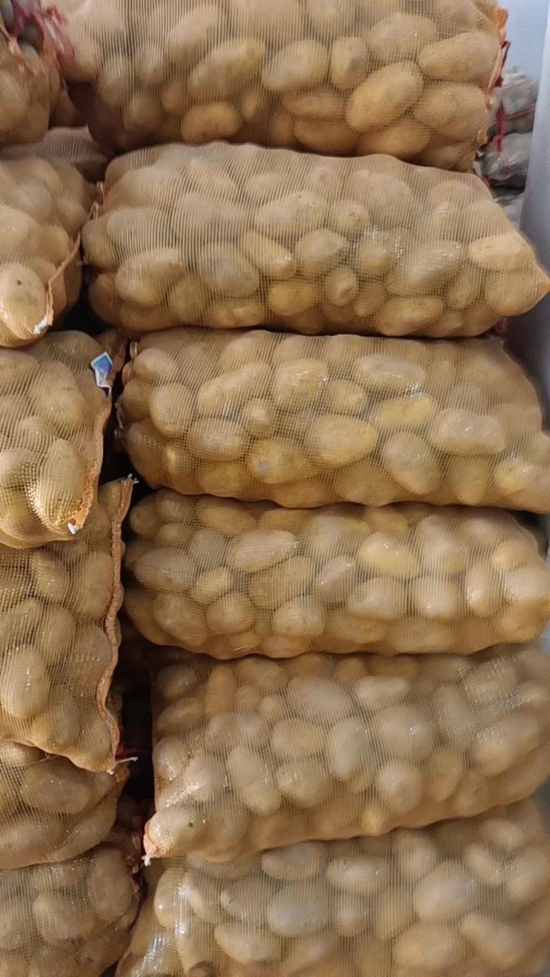 土豆，精品，荷兰土豆，大量上货，支持产地看货，保证质量