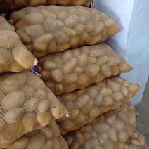 土豆，精品，荷兰土豆，大量上货，支持产地，保证质量