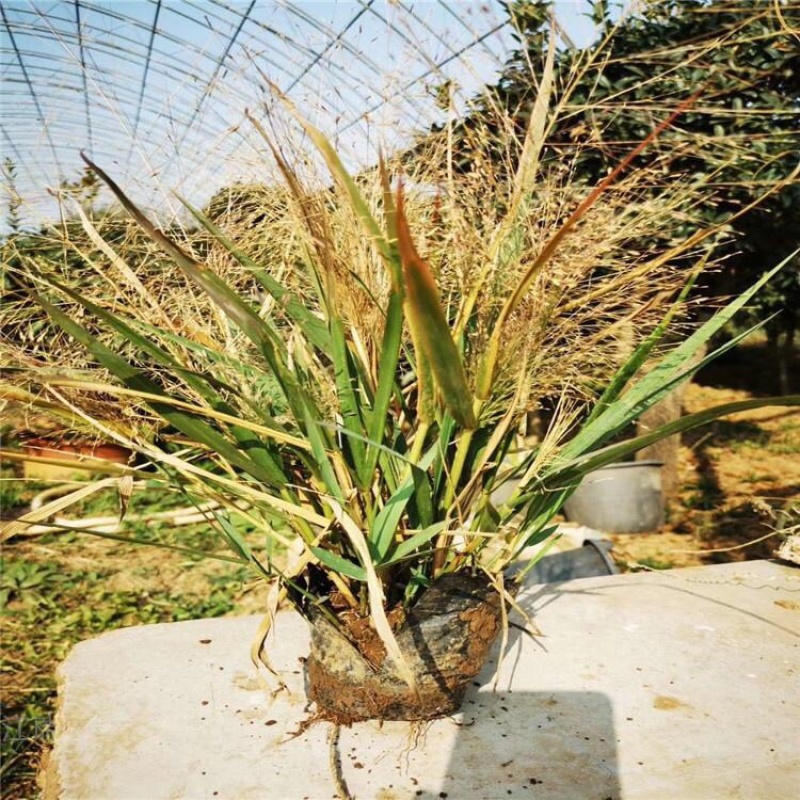 画眉草基地弯叶画眉草种子产地供应量大质优