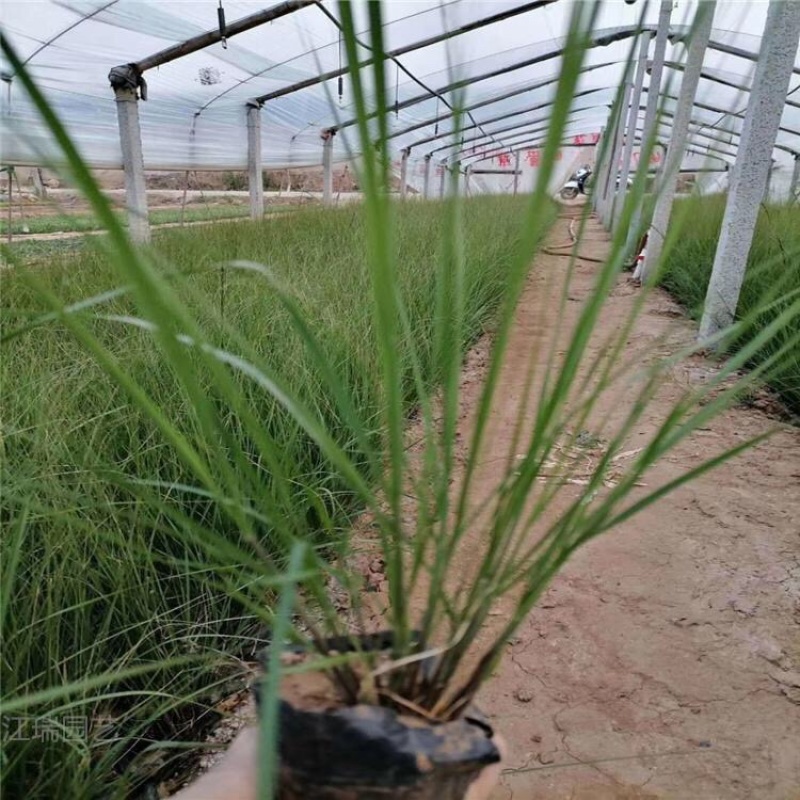 画眉草基地弯叶画眉草种子产地供应量大质优